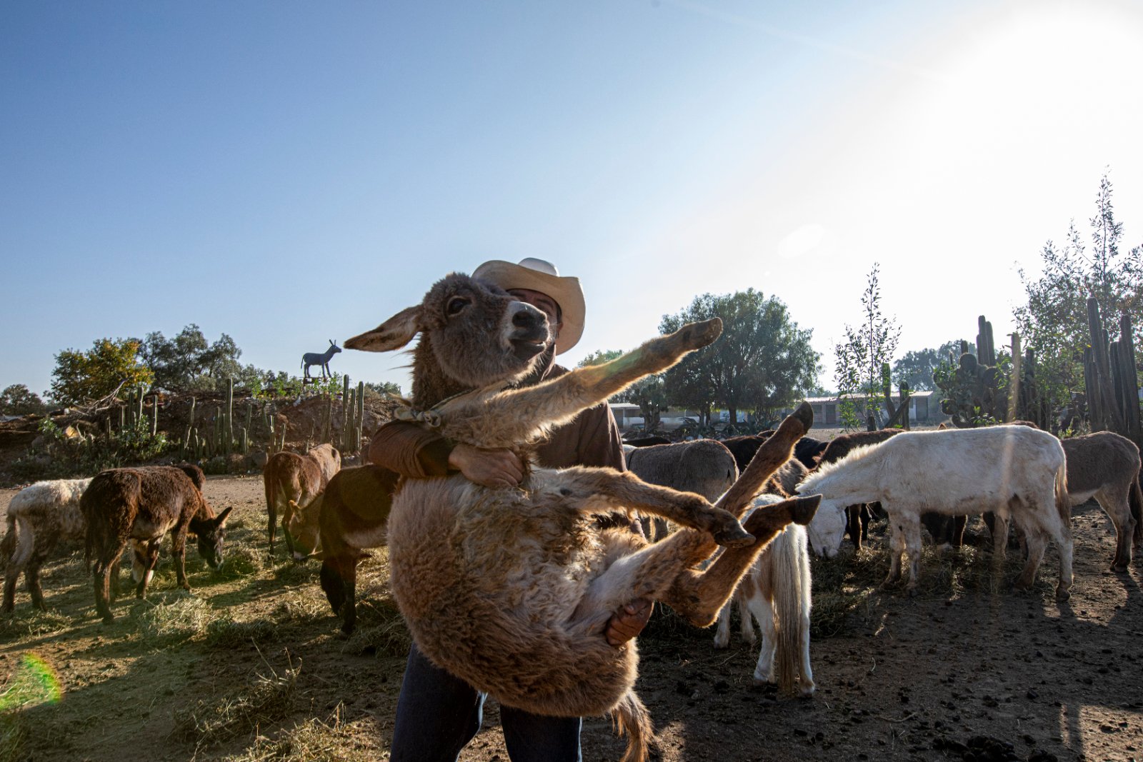 Burrolandia: The donkey obsession