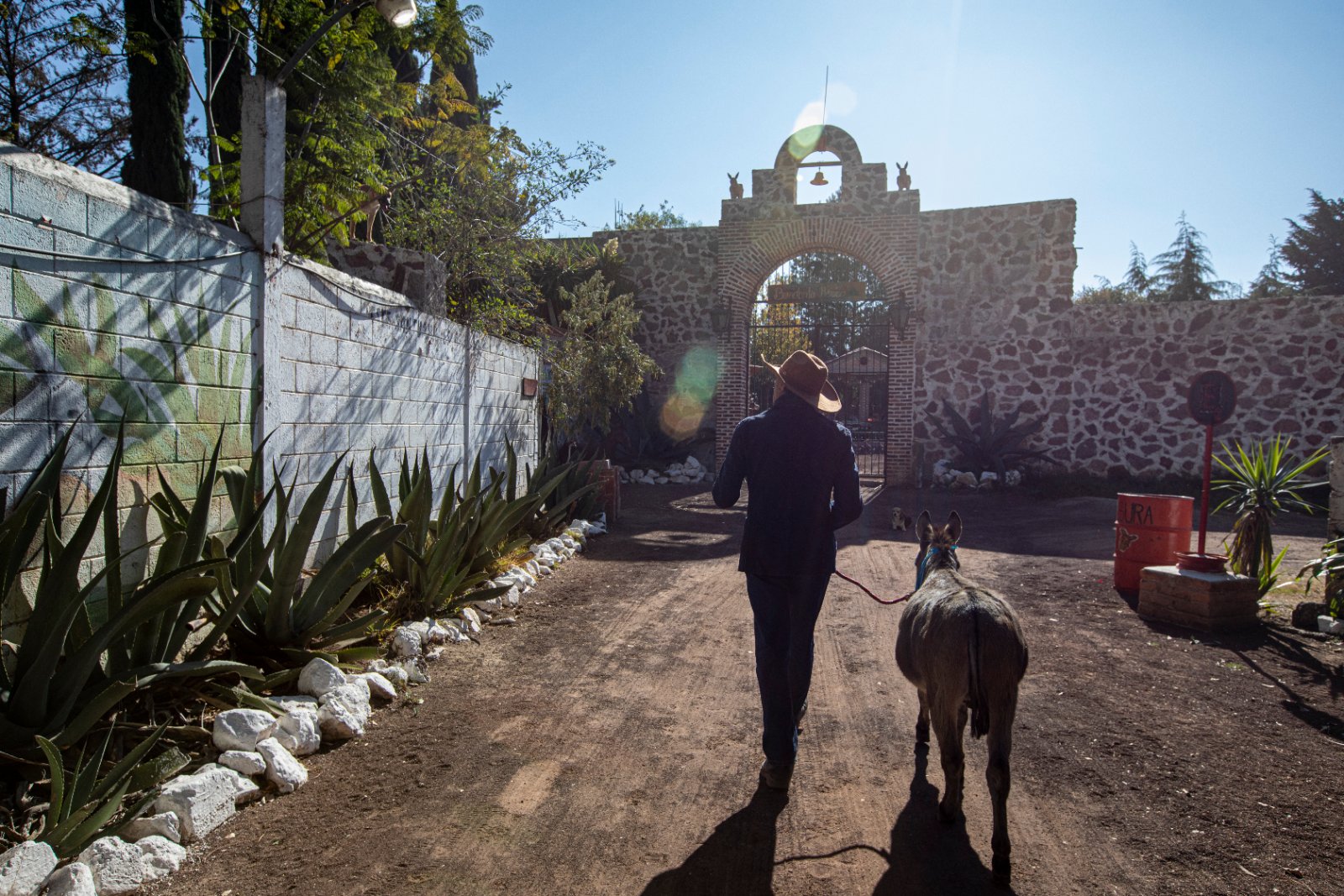 Burrolandia: The donkey obsession