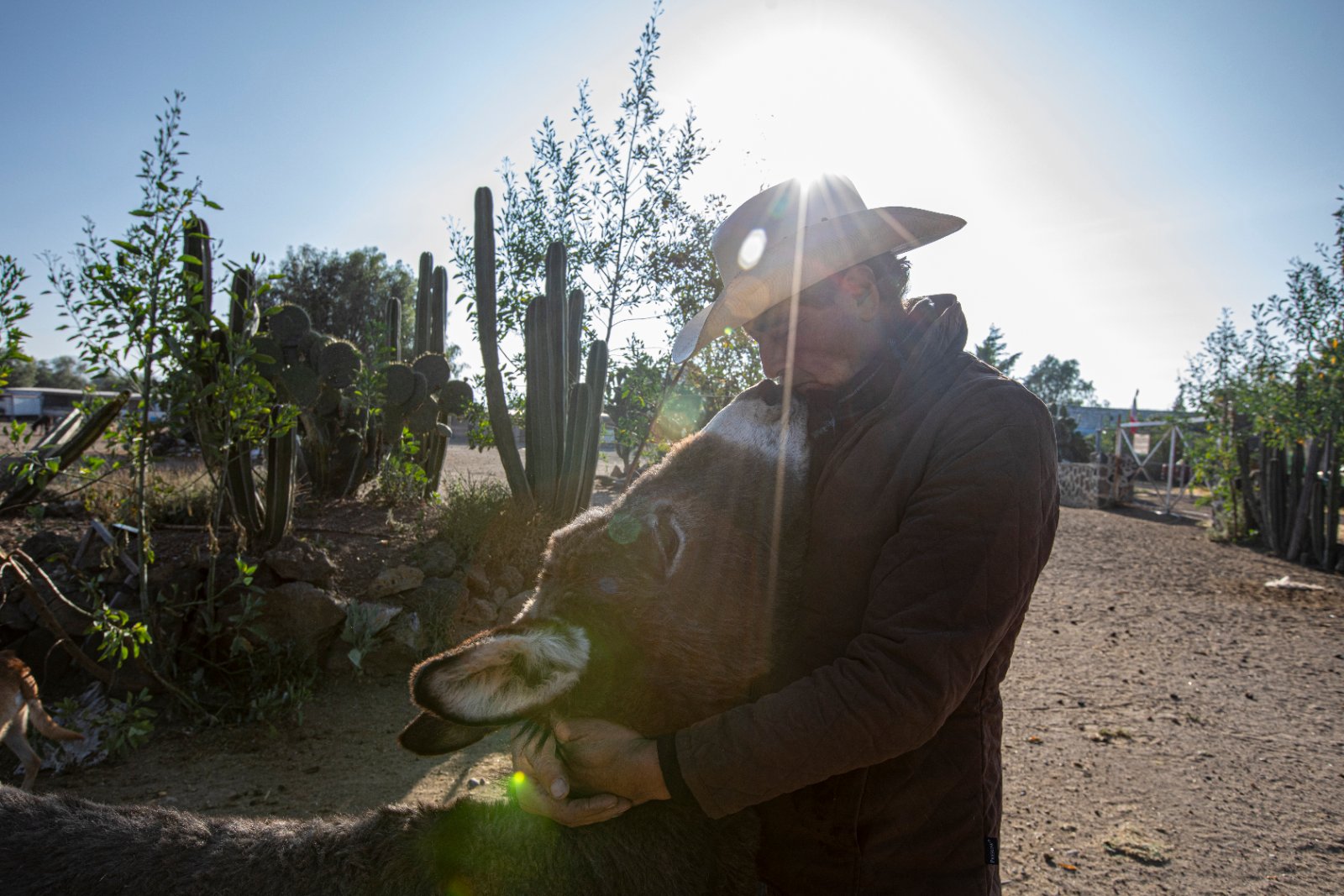 Burrolandia: The donkey obsession