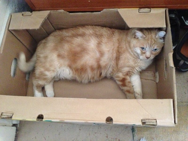 Kittyowen_0016.JPG
