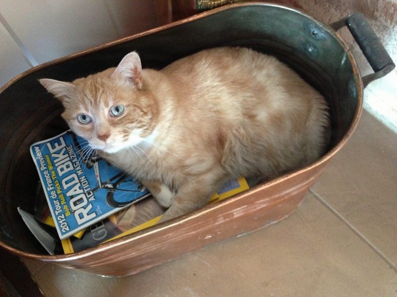 Kittyowen_0017.JPG