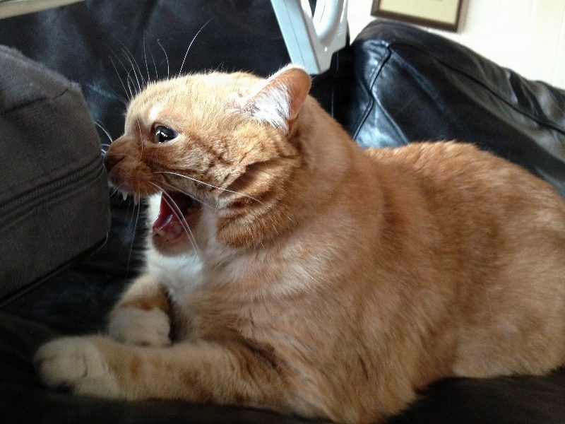 Kittyowen_0018.JPG