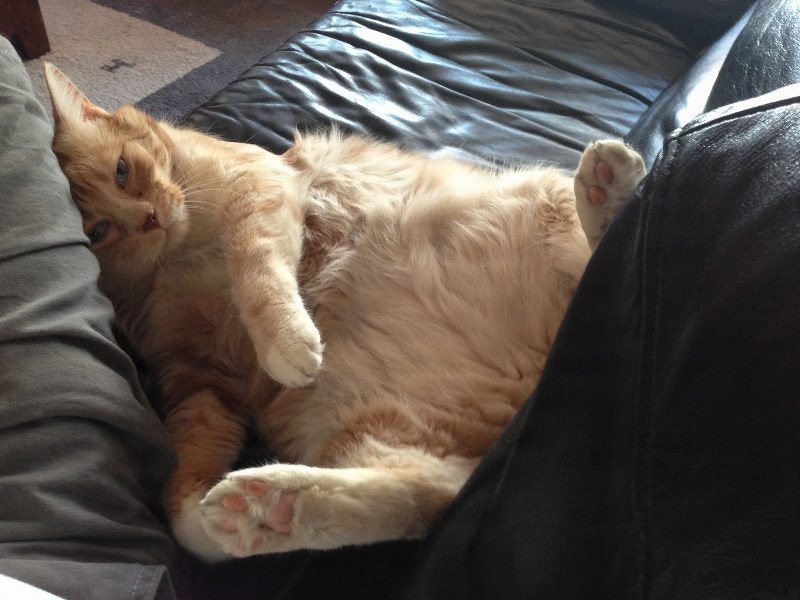 Kittyowen_0019.JPG