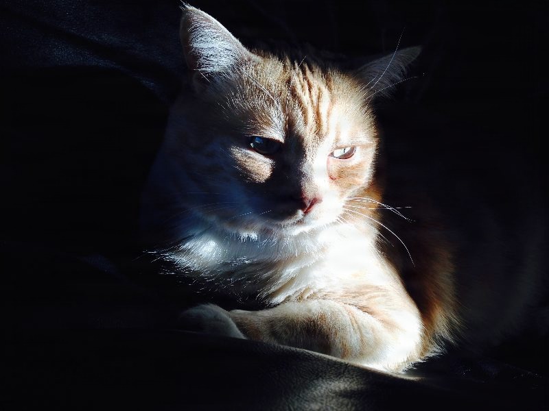Kittyowen_0021.JPG