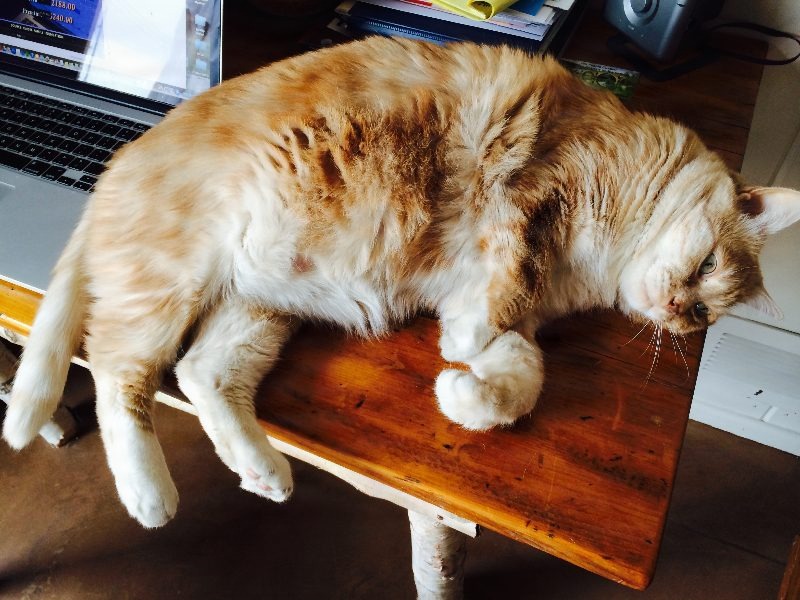 Kittyowen_0022.JPG