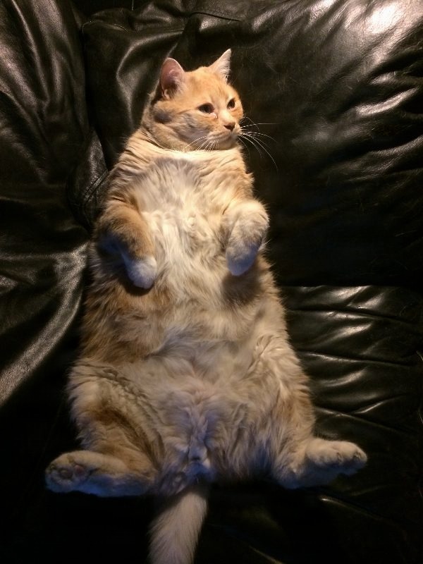 Kittyowen_0023.JPG