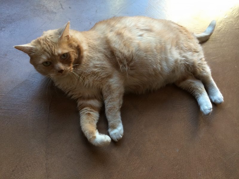Kittyowen_0024.JPG