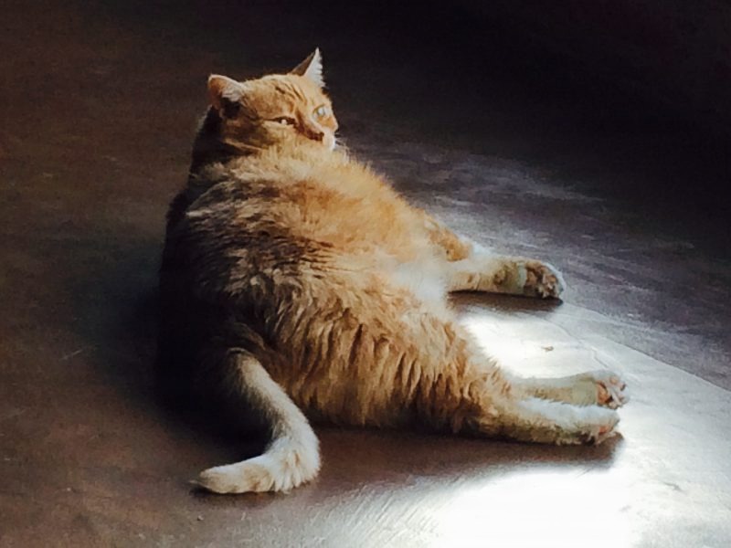 Kittyowen_0025.JPG