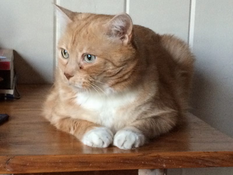 Kittyowen_0026.JPG