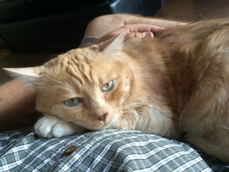 Kittyowen_0027.JPG