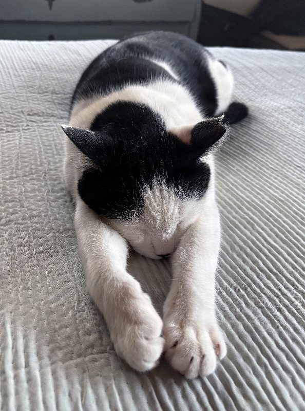 Cal_the_Cat_0045.jpg