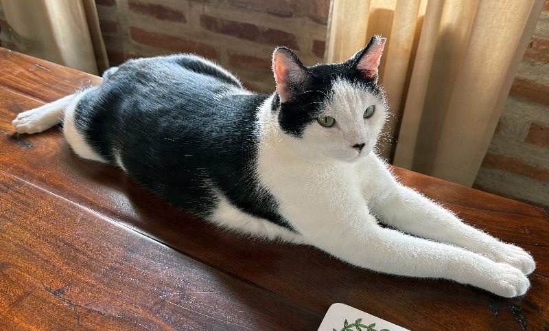 Cal_the_Cat_0044.jpg