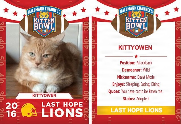 Kittyowen_0029.JPG