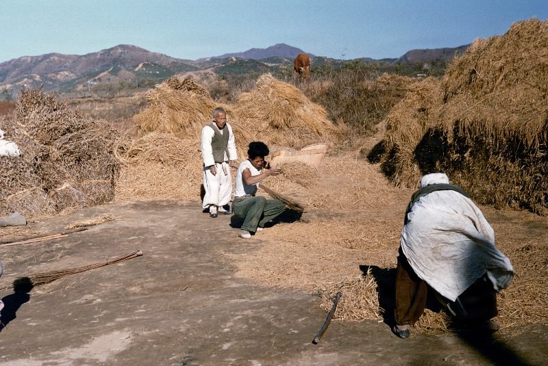 Harvest South Korea                                 
