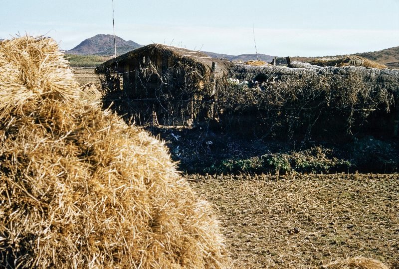 Harvest South Korea                                 