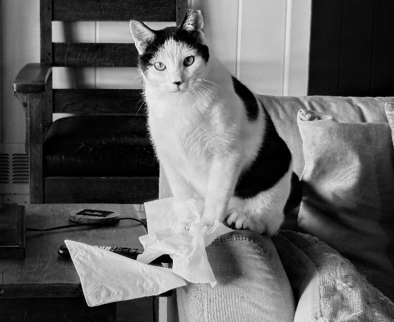 Cal_the_Cat_0049.jpg