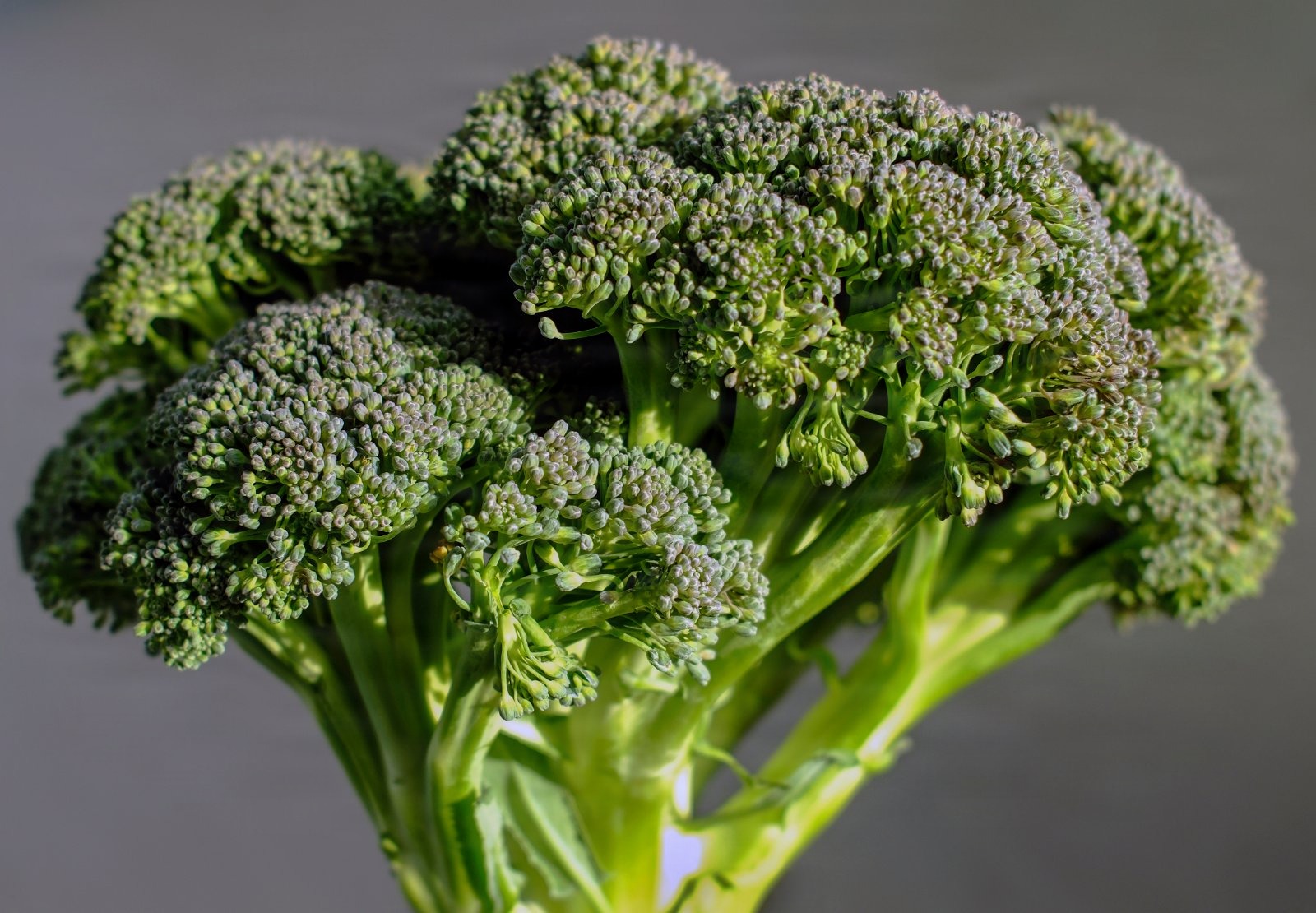 Tucson Village Farm Broccoli
