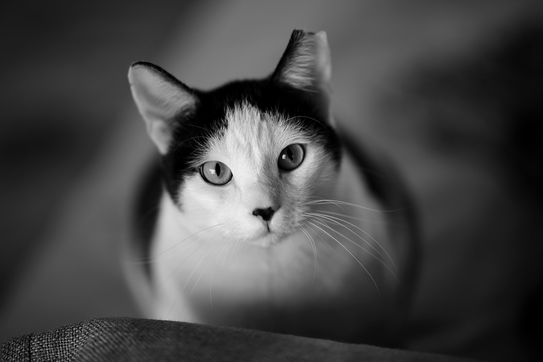 Cal