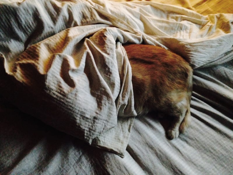 Kittyowen_0020.JPG