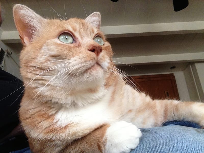 Kittyowen_0015.JPG